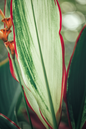 Leaves with shadowの写真素材