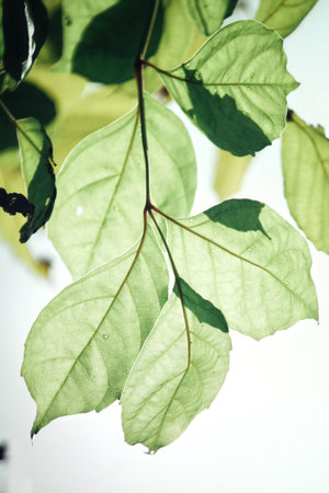 Leaves with shadow
