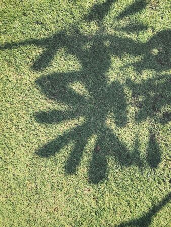 Shadow of leaves の写真素材