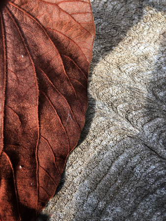 Dried leavesの写真素材