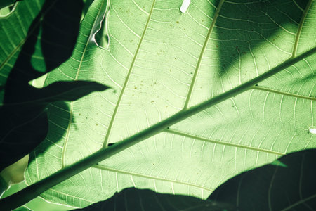 Leaves with shadowの写真素材