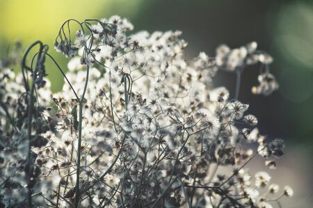 Dry flowersの写真素材