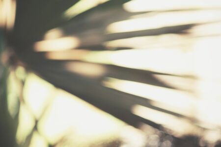 Shadow of leaves の写真素材