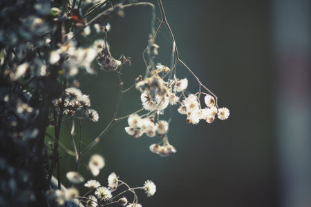 Dry flowers