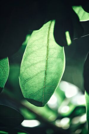 Leaves with shadowの写真素材