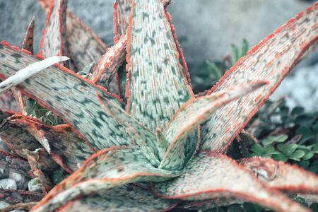 Cactusの写真素材