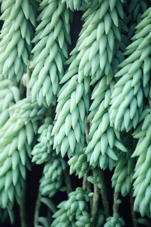 Cactusの写真素材