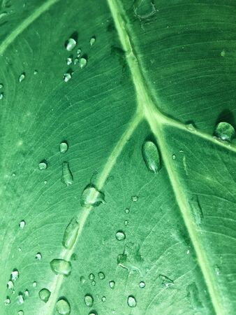 Water drop on leafの写真素材