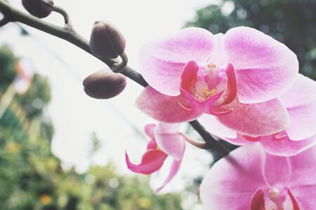 Pink orchidの写真素材