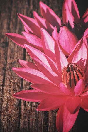 Lotus flowerの写真素材