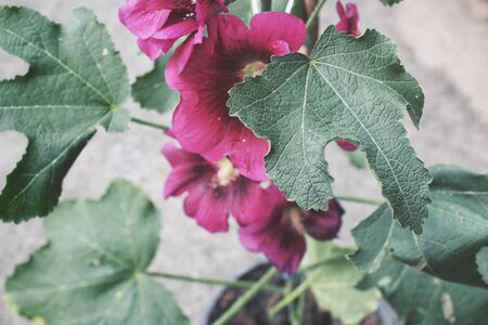 Pink hollyhock flowerの写真素材