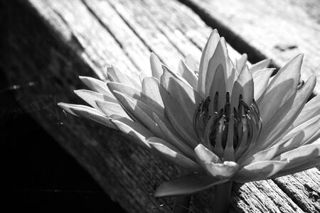Lotus flowerの写真素材