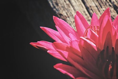 Lotus flowerの写真素材