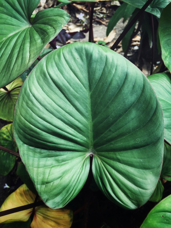 Green leavesの写真素材