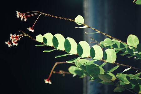 Green leaves with shadowの写真素材