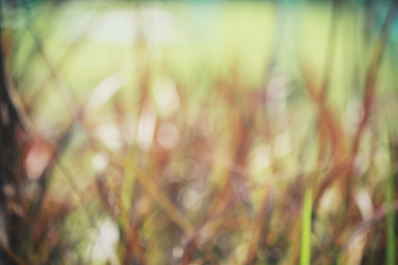 Blurred of vetiverの写真素材