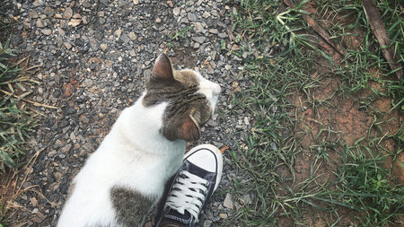 Selfie of cat with shoes