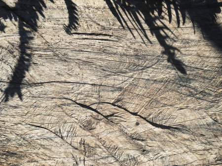 Shadow of leavesの写真素材