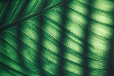 Green leaves with shadowの写真素材