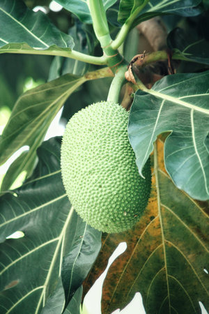 Breadfruit on tree