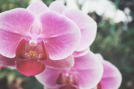 Pink orchidの写真素材