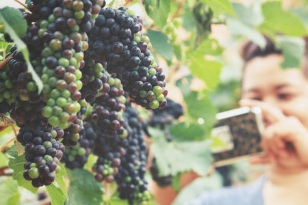 Taking a photo of grapes in vineyard with smart phone