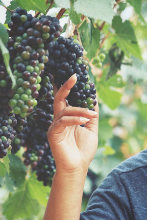 Grapes with hand in vineyard