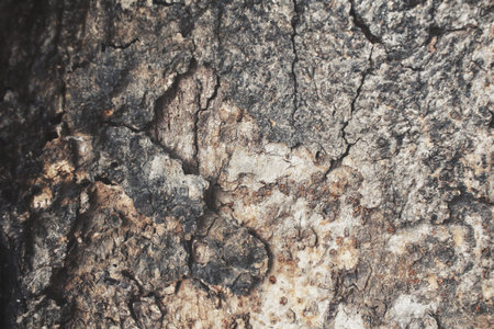 Wood background