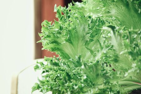 Lettuceの写真素材