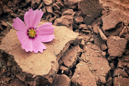 Pink cosmos flowersの写真素材
