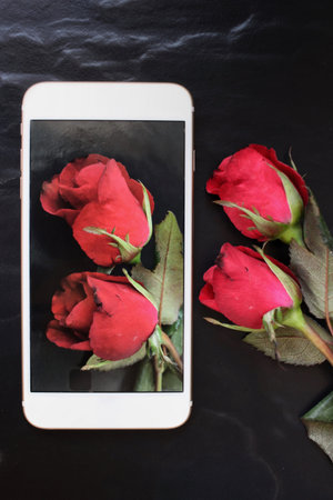 Taking a photo of red rose with smart phone