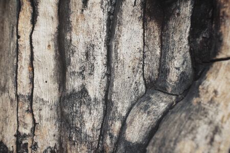 Wood backgroundの写真素材