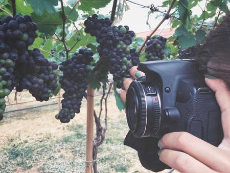 Woman using a camera to take photo grapes in vineyardの写真素材