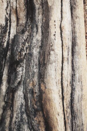 Wood backgroundの写真素材