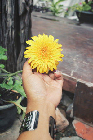 Selfie of yellow flower on handの写真素材