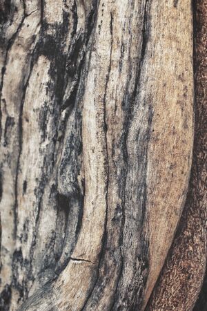 Wood backgroundの写真素材