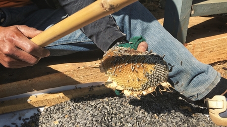 Sunflower seedsの写真素材