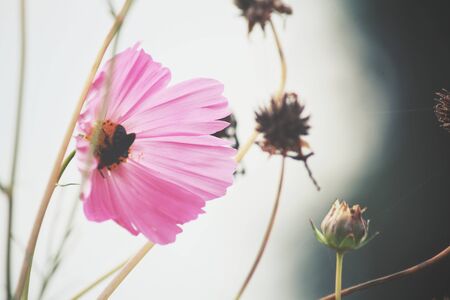 Pink cosmos flowersの写真素材
