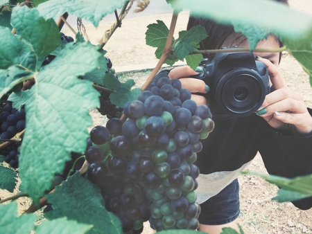 Woman using a camera to take photo grapes in vineyardの写真素材