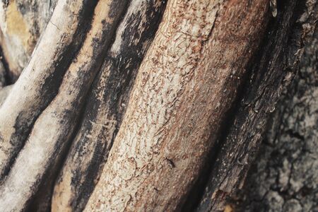 Wood backgroundの写真素材