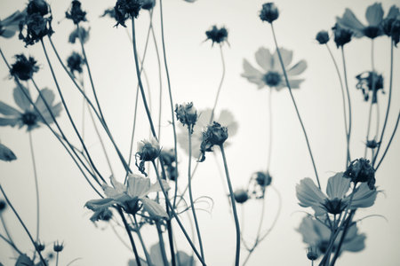 Vintage cosmos flowersの写真素材