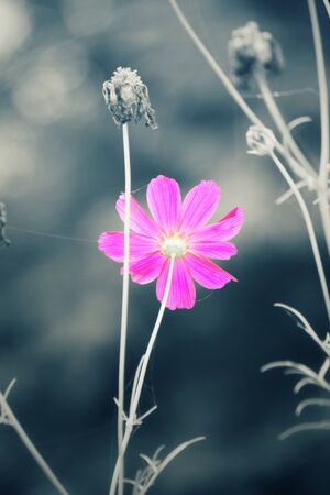 Pink cosmos flowersの写真素材