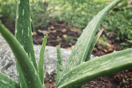 Aloe veraの写真素材