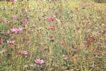 Pink cosmos flowersの写真素材