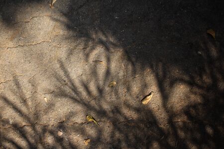 Shadow of leavesの写真素材
