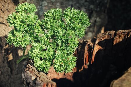 Parsleyの写真素材