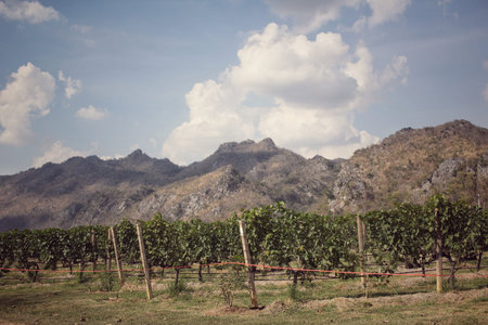 Vineyardの写真素材