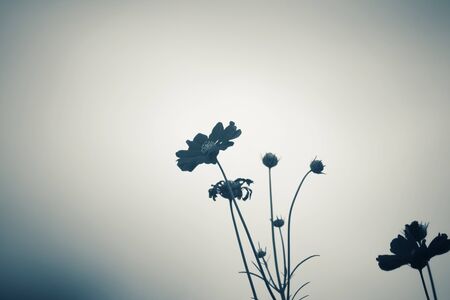 Vintage cosmos flowersの写真素材