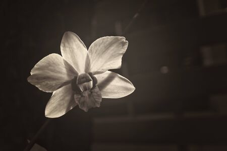 White orchidの写真素材