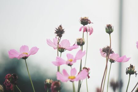Pink cosmos flowersの写真素材